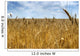 Field of wheat Wall Mural
