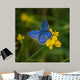 Blue Butterfly Wall Mural