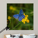 Blue Butterfly Wall Mural