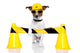 Under Construction Dog