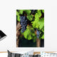 Italian vineyard Wall Mural