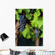 Italian vineyard Wall Mural