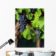 Italian vineyard Wall Mural