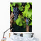 Italian vineyard Wall Mural