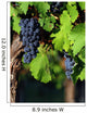Italian vineyard Wall Mural