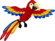 Funny Macaw Bird