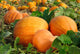 Pumpkins Field