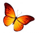 Orange Butterfly White Wall Decal