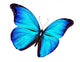 Blue Butterfly Flying White Wall Decal