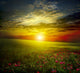Green Meadow Sunset with