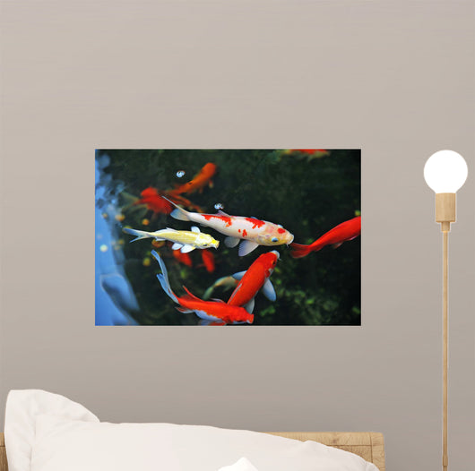 Koi Carps Swimming Pond