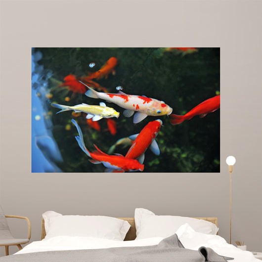 Koi Carps Swimming Pond