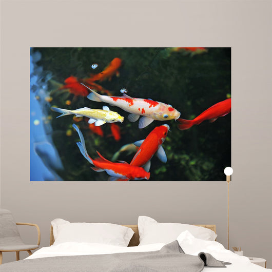 Koi Carps Swimming Pond