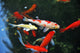 Koi Carps Swimming Pond