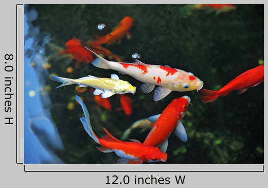 Koi Carps Swimming Pond