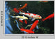 Koi Carps Swimming Pond