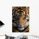 Amur Tiger Panthera Tigris Altaica Wall Mural