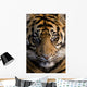 Amur Tiger Panthera Tigris Altaica Wall Mural