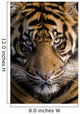 Amur Tiger Panthera Tigris Altaica Wall Mural