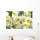 Narcissus