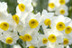 Narcissus