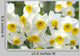 Narcissus