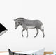 Zebra Walking White