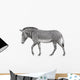 Zebra Walking White