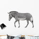 Zebra Walking White