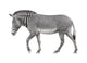 Zebra Walking White