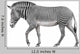 Zebra Walking White