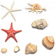 shells and starfishes Wall Decal