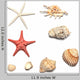 shells and starfishes Wall Decal