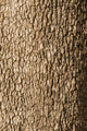Corktree Texture