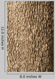 Corktree Texture
