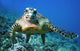 Tutle