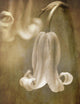 Textured Image Bluebells for Wall Mural