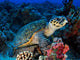 Hawksbill Turtle 2