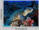 Hawksbill Turtle 2