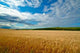 Wheat Field 2 Wall Decal