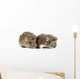 Two Baby Hedgehogs