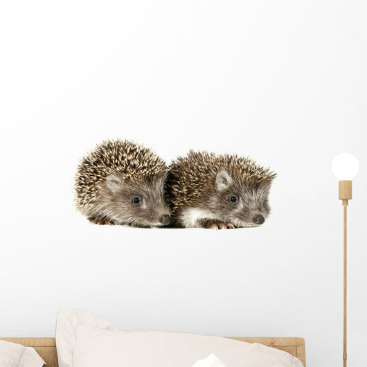 Two Baby Hedgehogs