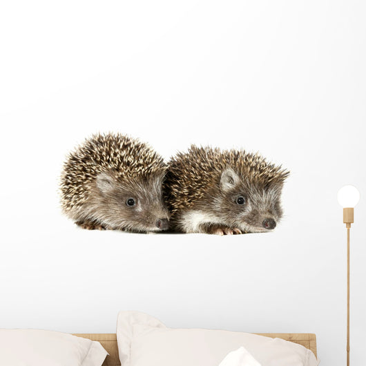 Two Baby Hedgehogs