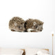 Two Baby Hedgehogs