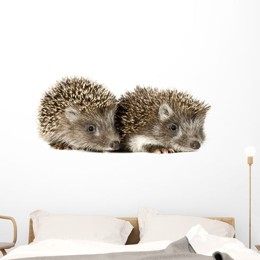 Two Baby Hedgehogs