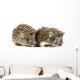 Two Baby Hedgehogs
