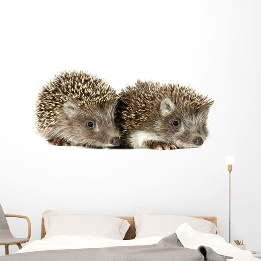 Two Baby Hedgehogs
