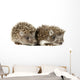Two Baby Hedgehogs
