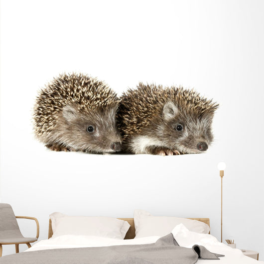 Two Baby Hedgehogs