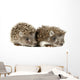 Two Baby Hedgehogs